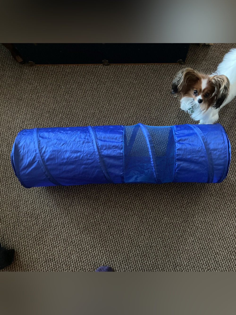 Pop up Cat Tunnel
